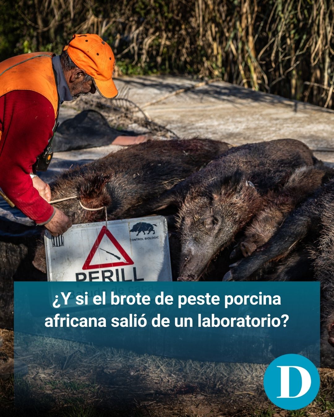 Mossos y la Guardia Civil investigan el origen del brote de peste porcina: ¿salió de un laboratorio?