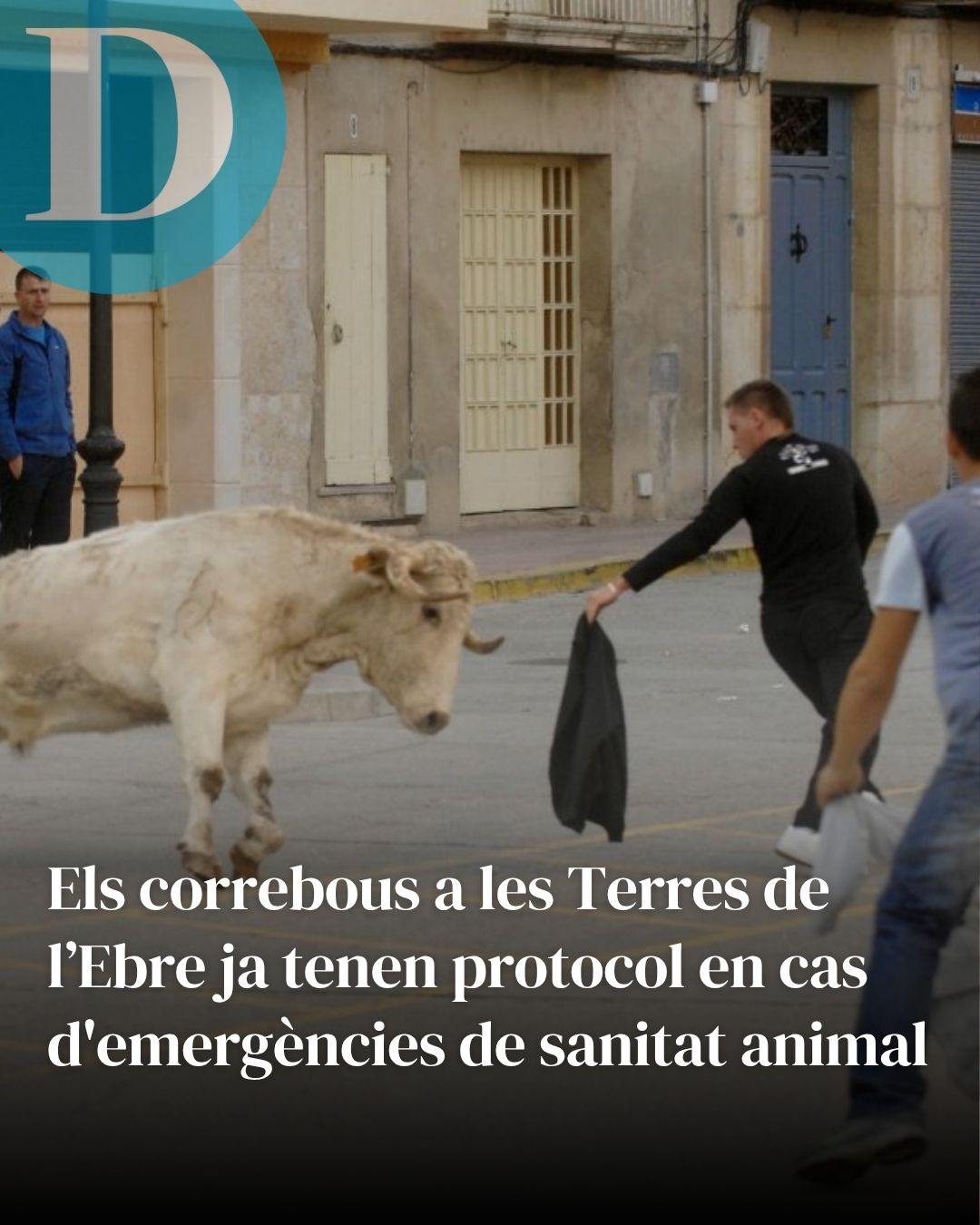 Els correbous ja tenen protocol en cas d'emergències de sanitat animal