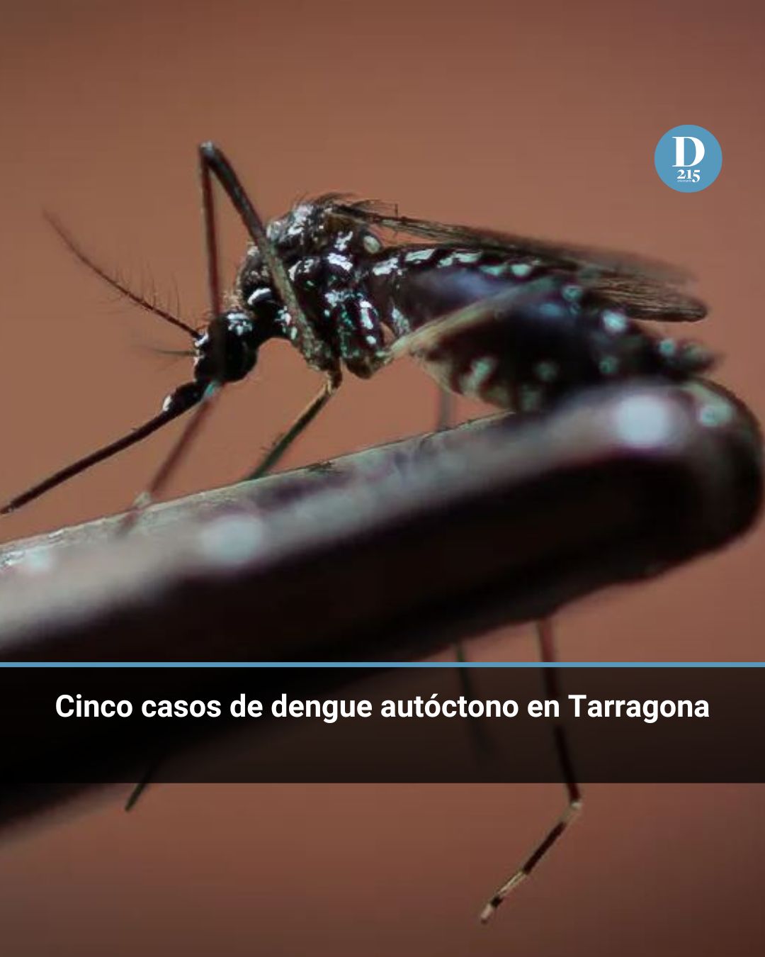 Cinco casos de dengue autóctono en Tarragona