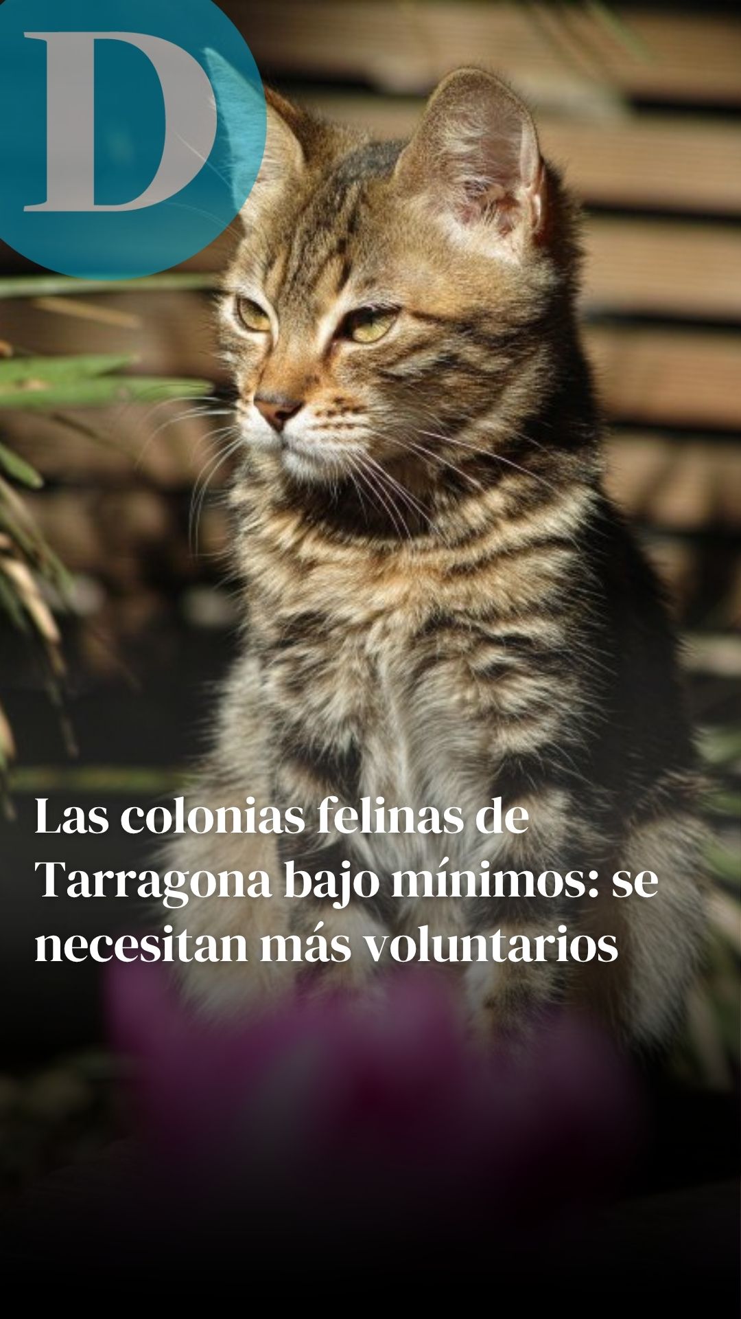 Las colonias felinas de Tarragona bajo mínimos: se necesitan más voluntarios