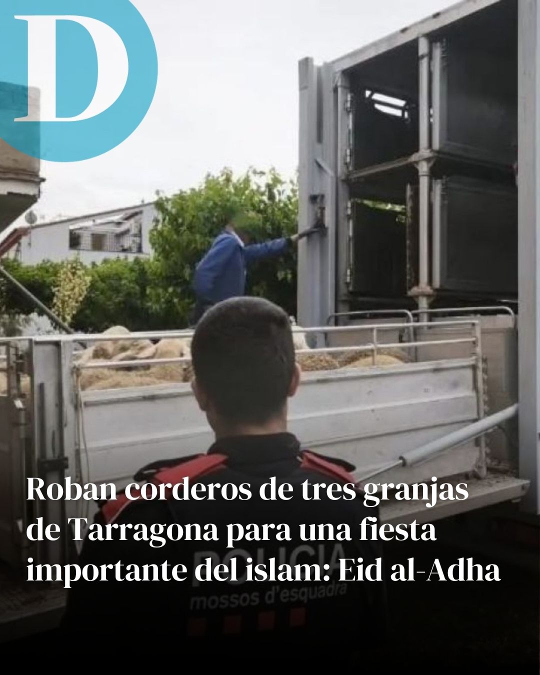 Roban corderos de tres granjas de Tarragona para una fiesta importante del islam: Eid al-Adha