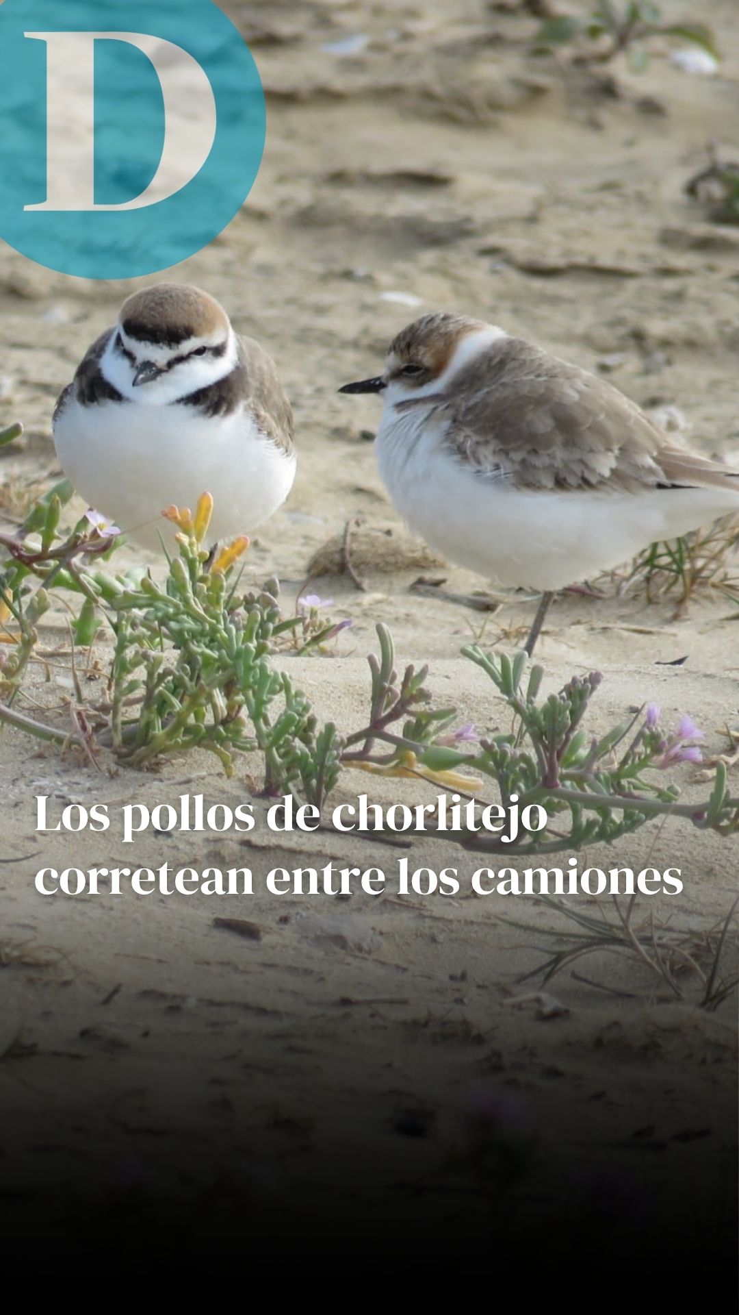 Los pollos de chorlitejo corretean entre los camiones