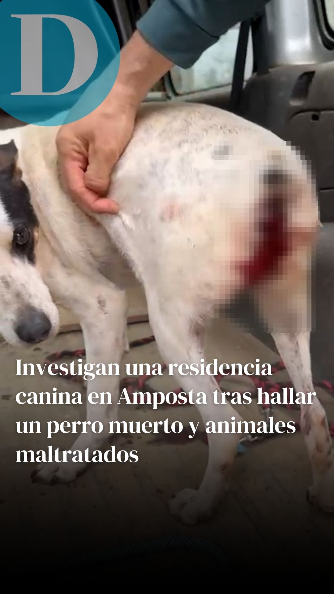 Investigan una residencia canina en Amposta tras hallar un perro muerto y animales maltratados