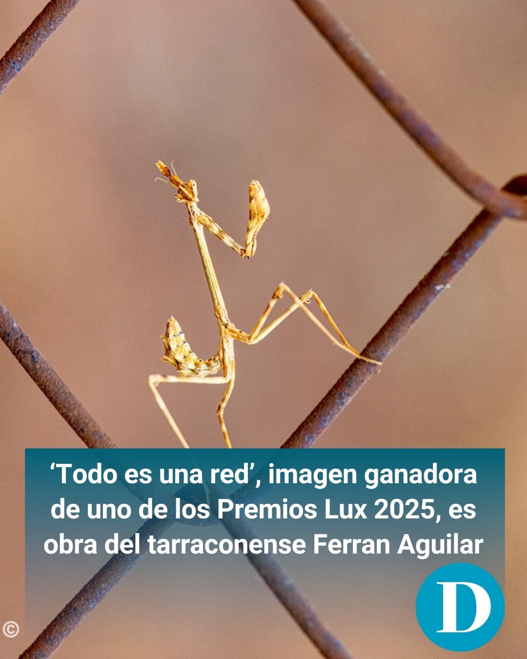 Ferran Aguilar gana el Premio Lux 2025 en la categoría de Naturaleza