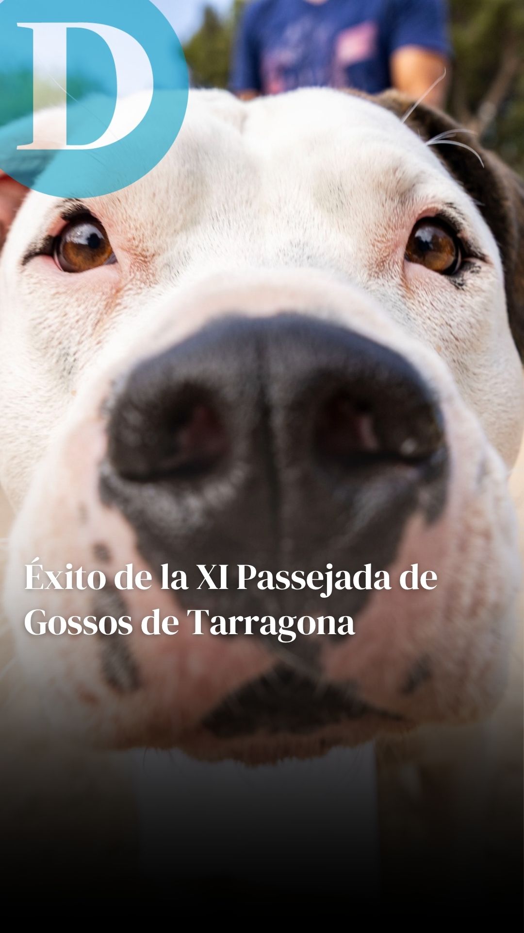 Deportividad y un gran ambiente canino llenan Tarragona por la 'XI Passejada de Gossos'
