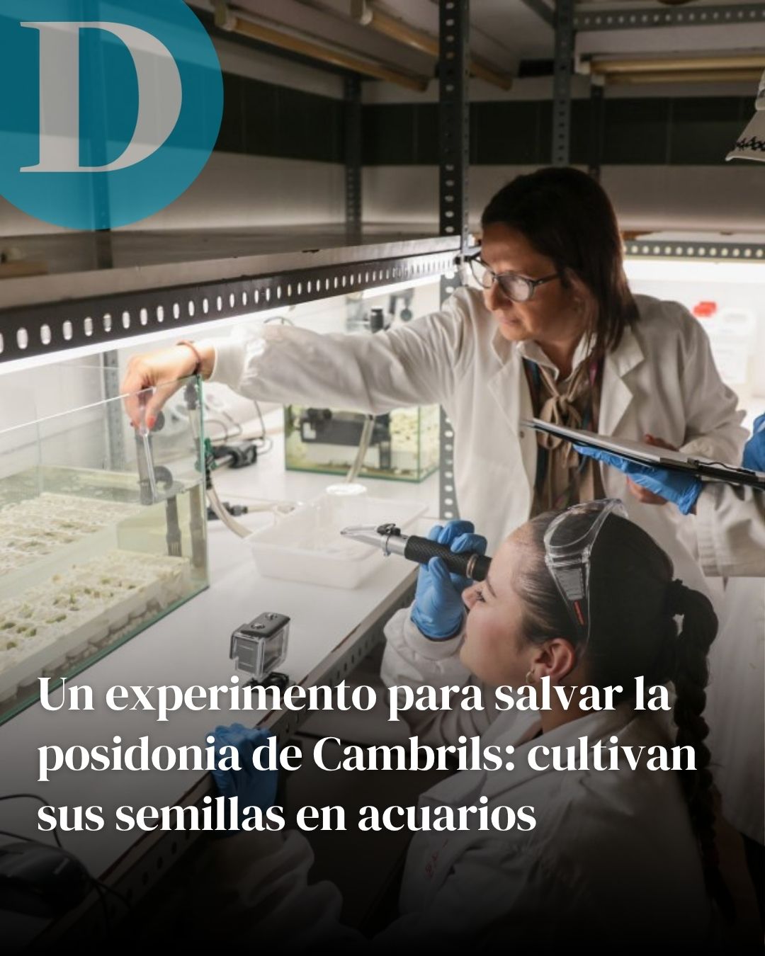 Un experimento para salvar la posidonia de Cambrils: cultivan sus semillas en acuarios