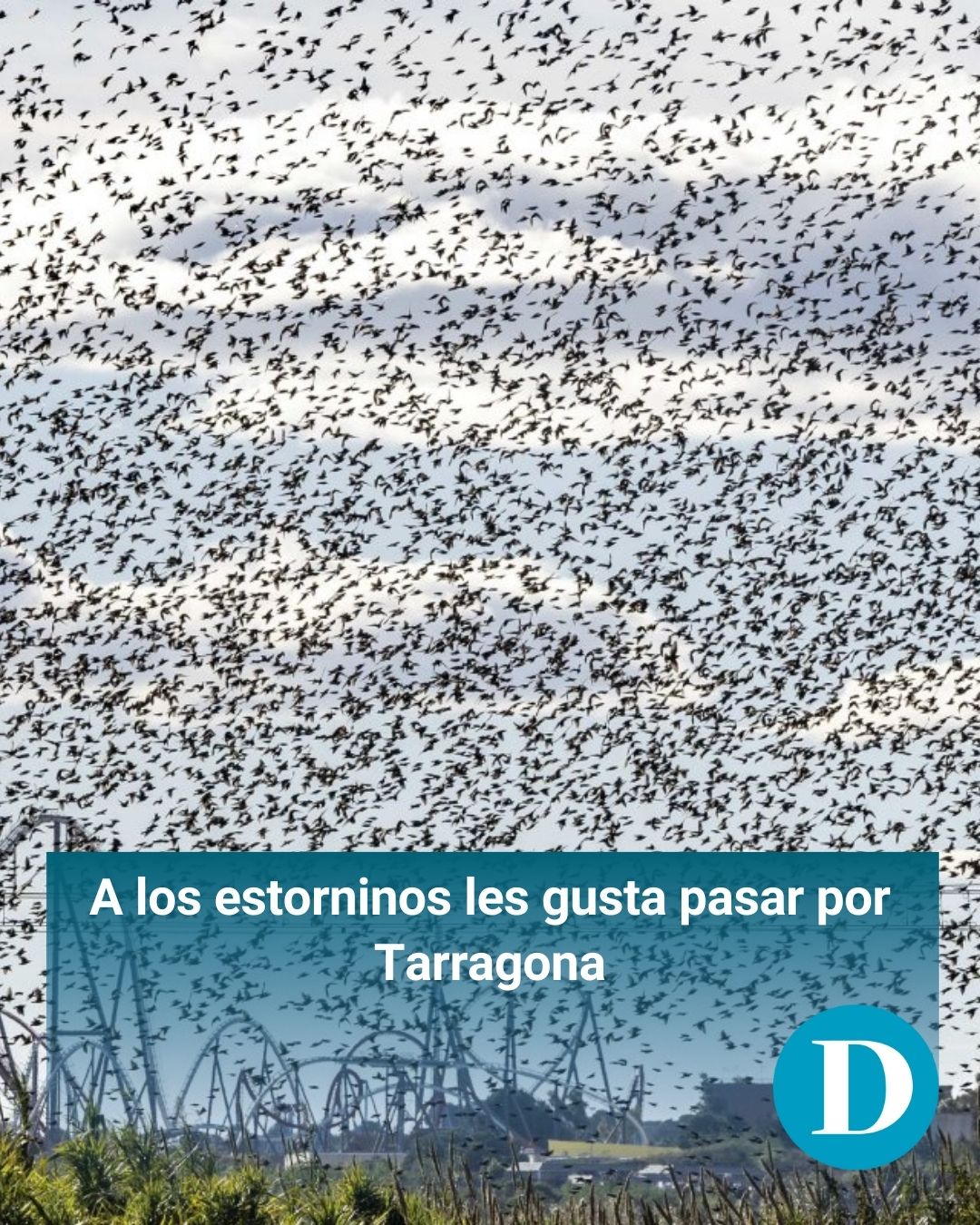 Las bandadas de estorninos convierten Tarragona en un espectáculo natural y un reto urbano