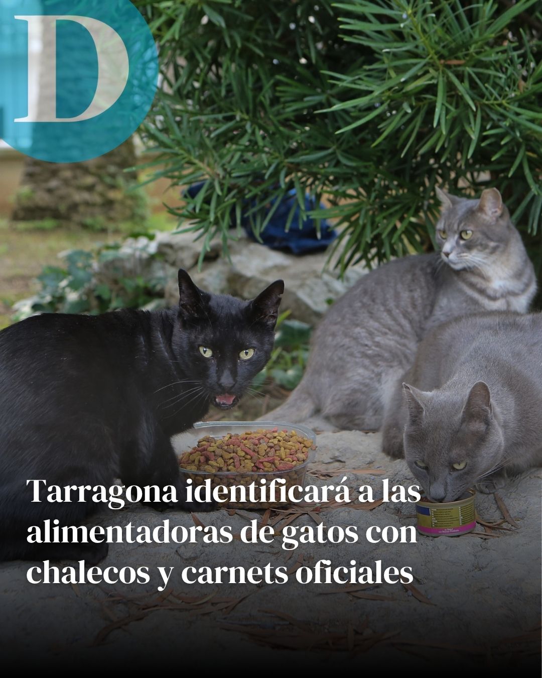 Tarragona identificará a las alimentadoras de gatos con chalecos y carnets oficiales