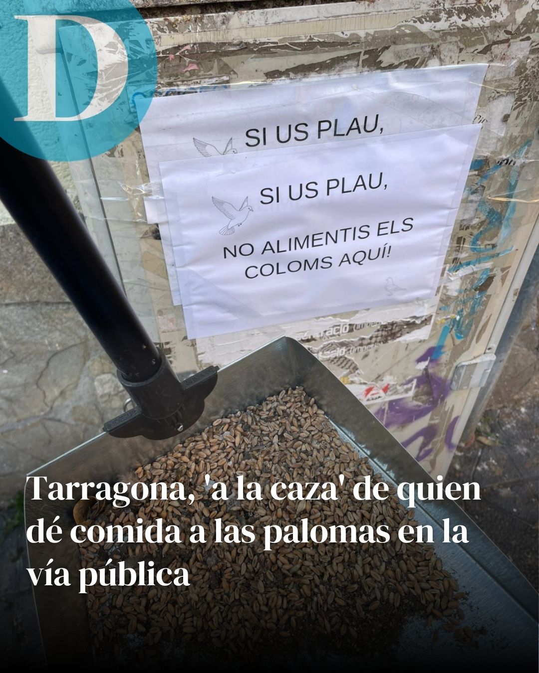 Tarragona, 'a la caza' de quien dé comida a las palomas en la vía pública