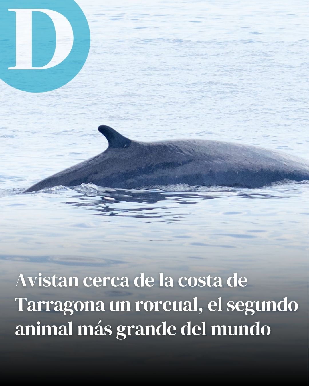 Avistan cerca de la costa de Tarragona un rorcual, el segundo animal más grande del mundo