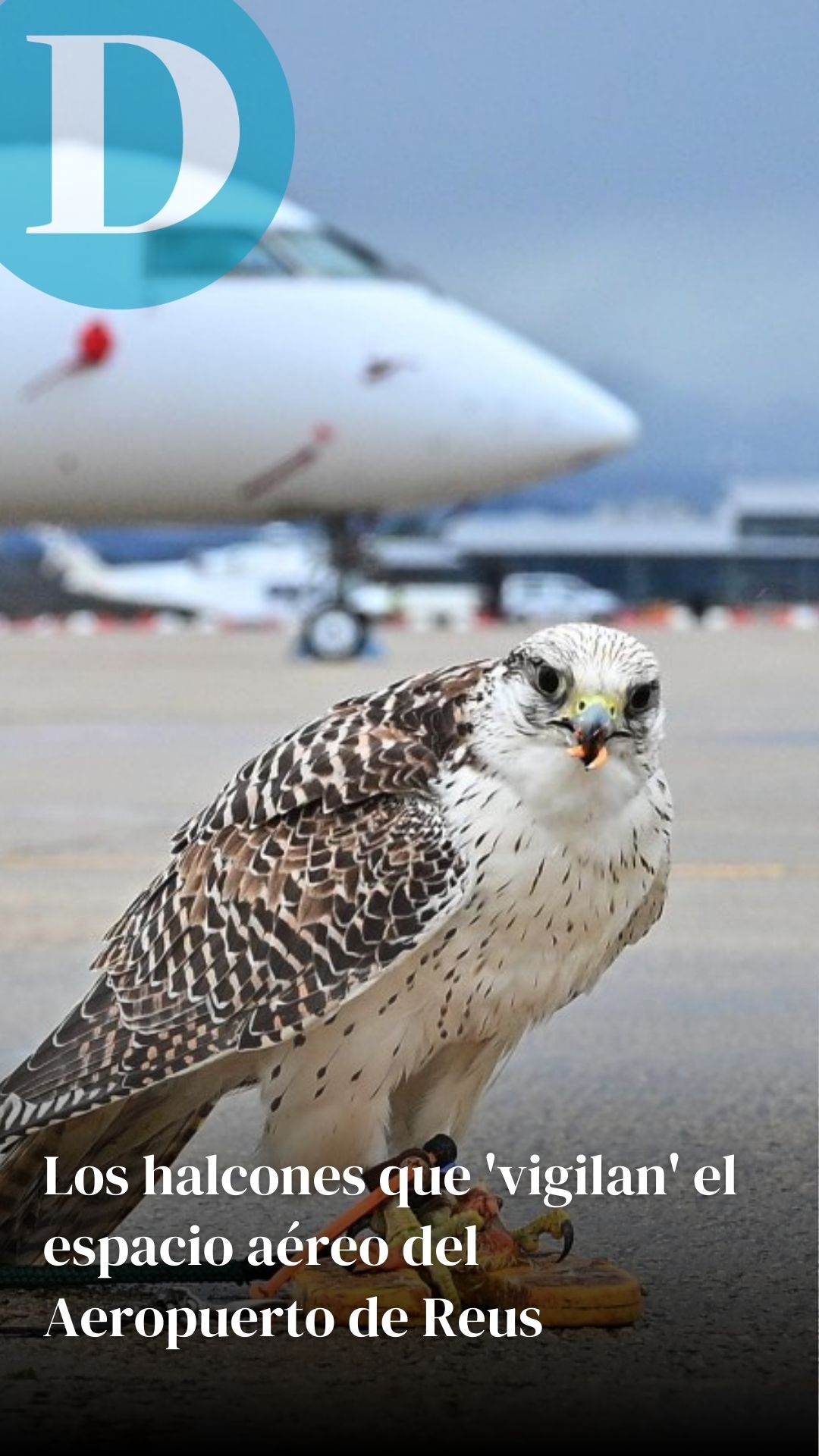 Los guardianes que 'vigilan' el cielo de Reus desde el aire