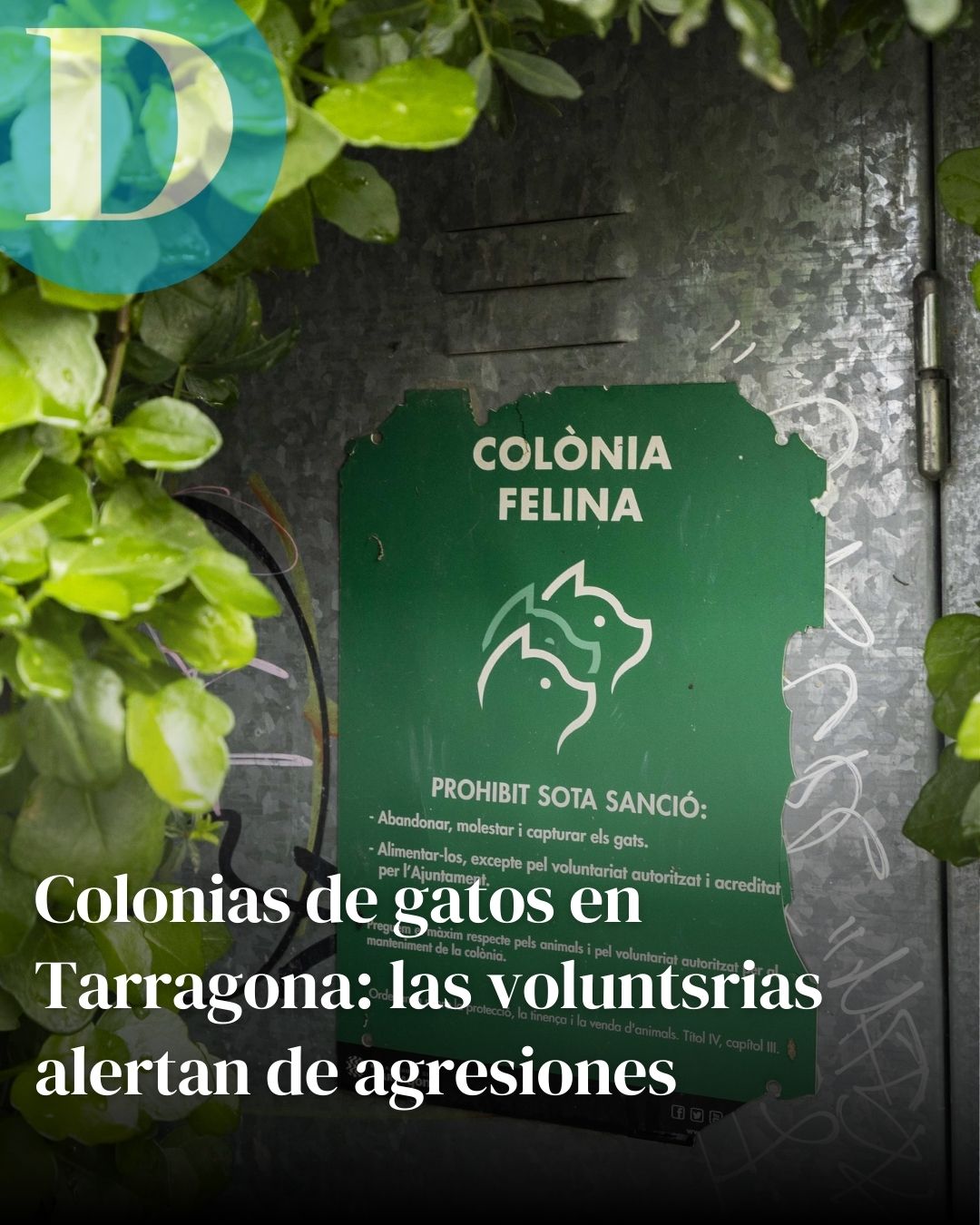 Colonias de gatos en Tarragona: las voluntarias alertan de agresiones y reclaman más recursos