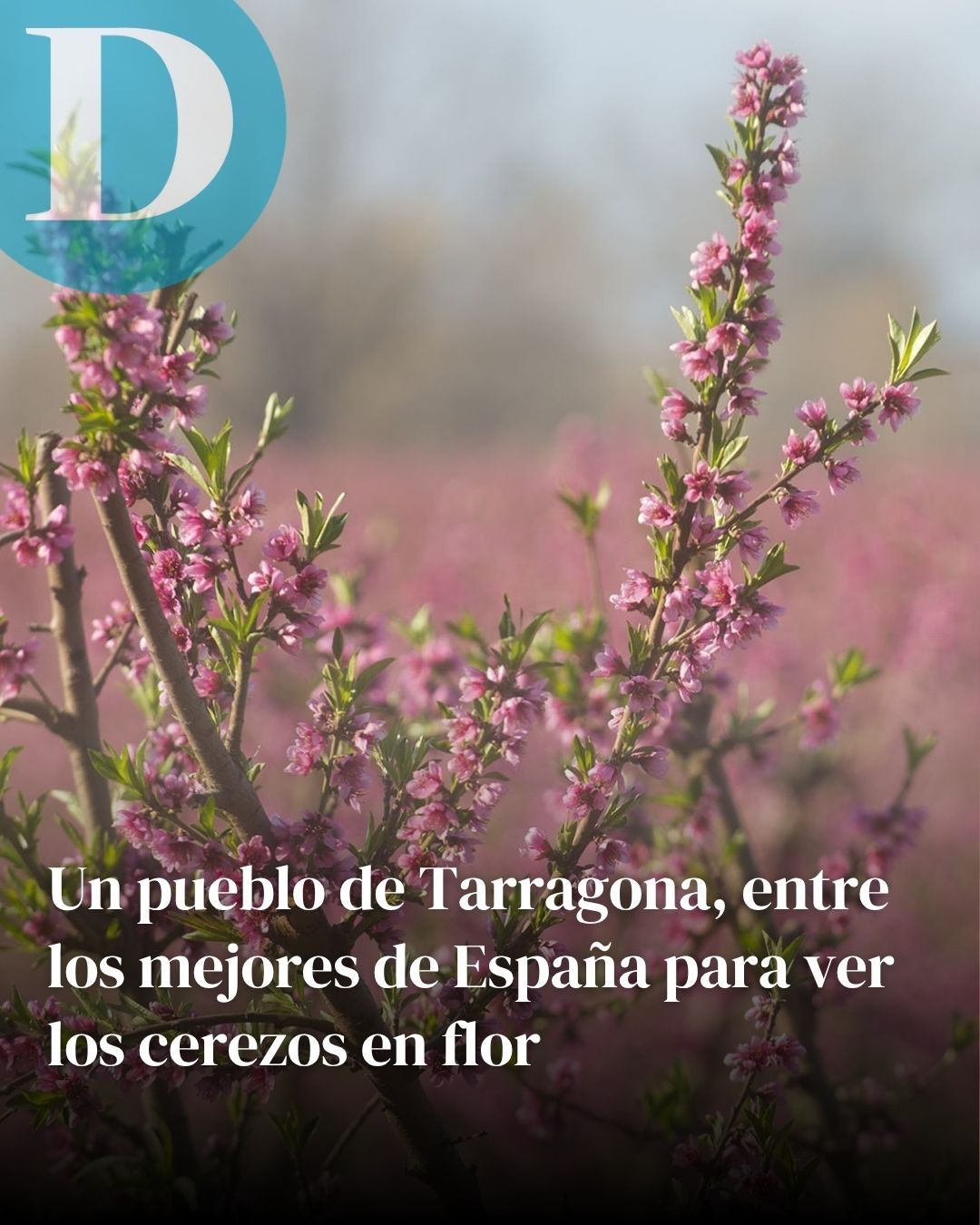 Un pueblo de Tarragona, entre los mejores de España para ver los cerezos en flor