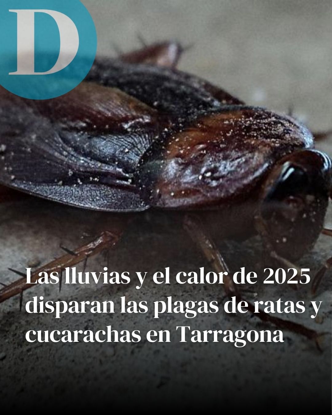 Las lluvias y el calor de 2025 disparan las plagas de roedores y cucarachas en Tarragona