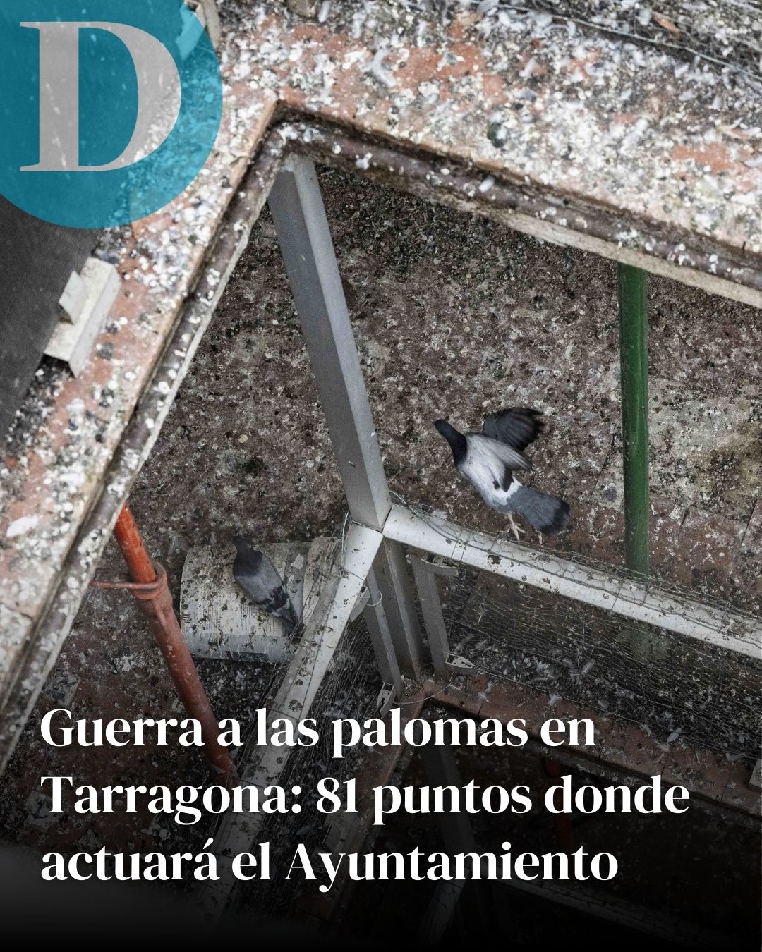 Guerra a las palomas en Tarragona: 81 puntos donde actuará el Ayuntamiento