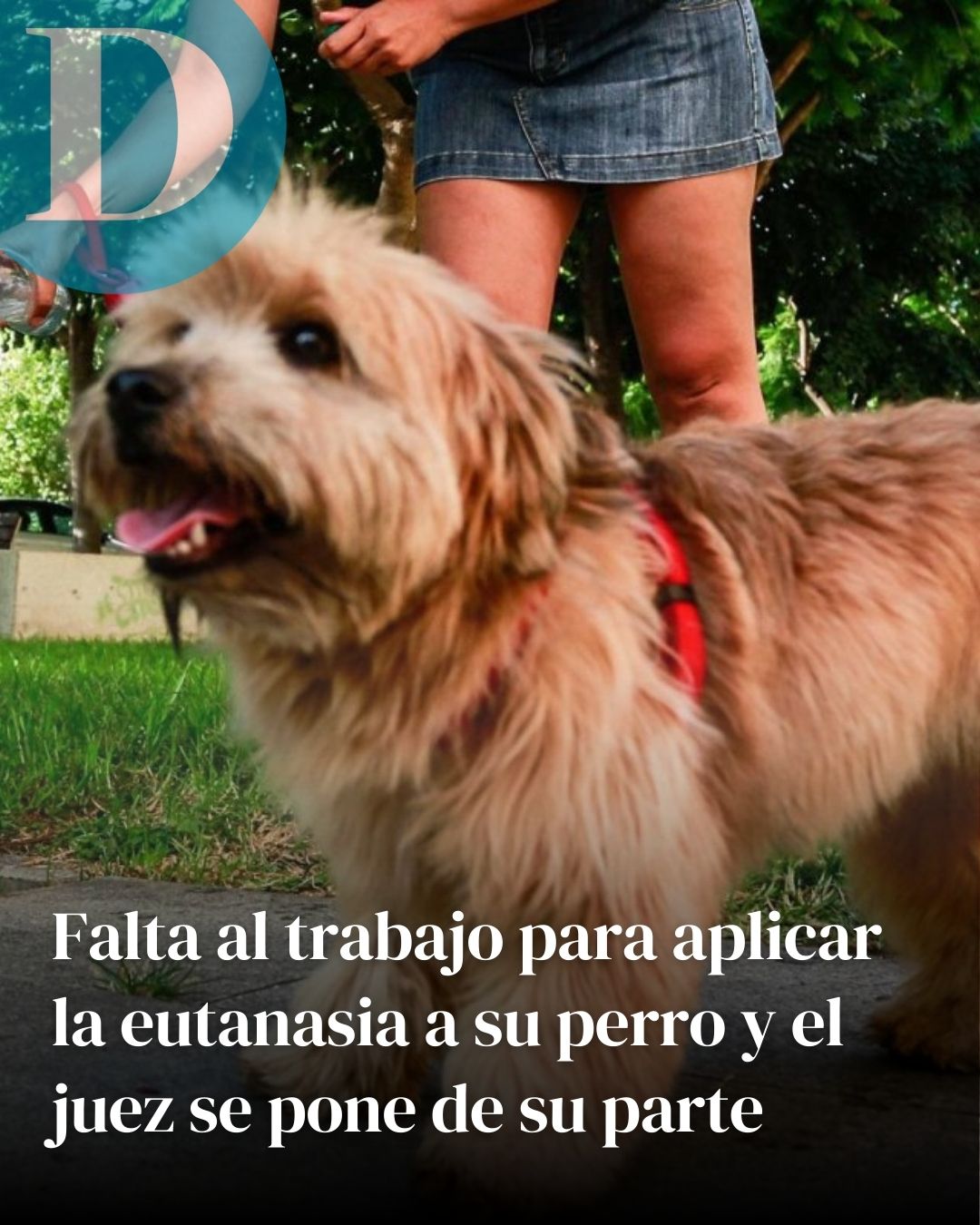 Despedida por faltar al trabajo para aplicar la eutanasia a su perro: la justicia le da la razón