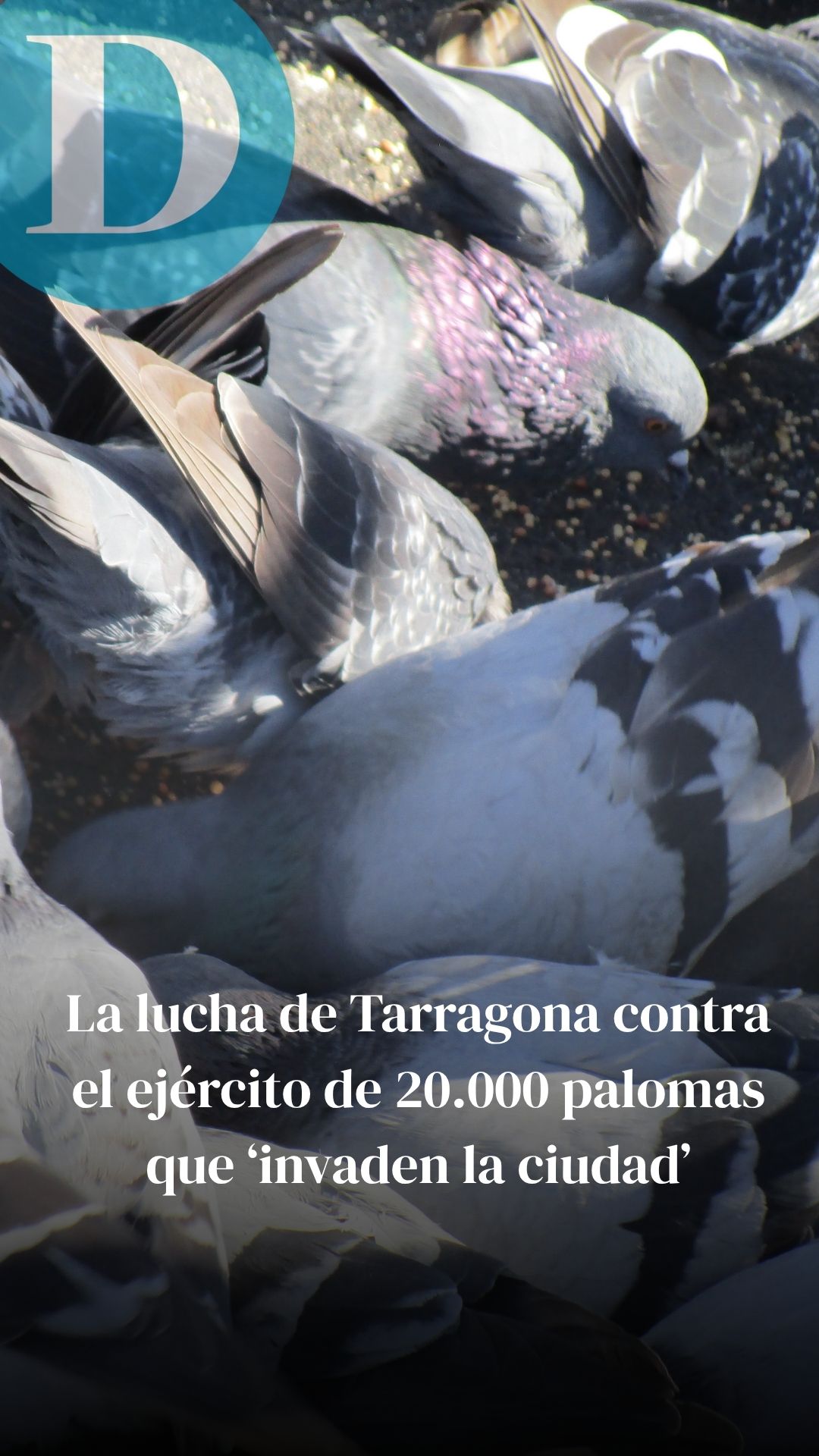 Tarragona ‘renovará’ a sus limpiadores de excrementos de palomas